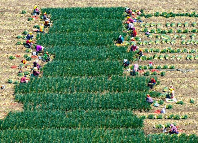 Farmers harvest chives at a chives planting base on a family farm in Yangzhou, China, on April 6, 2025. (Photo by Costfoto/NurPhoto/Rex Features/Shutterstock)