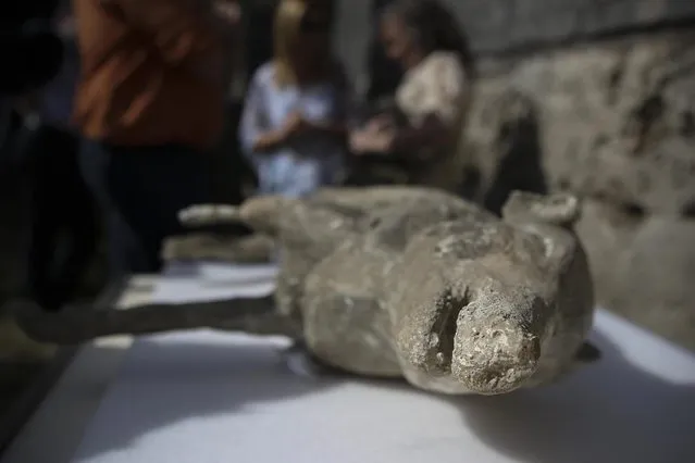 A close-up view of one out of 30 casts of victims of the eruption of Vesuvius in 79 AD in Pompeii, before taking it for a Cat scan (Computerized axial tomography) in Napoli, Italy, 29 September 2015. (Photo by Cesare Abbate/EPA)