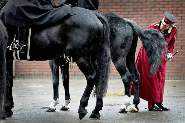 Household Cavalry horses are inspected ahead of guard duty, at Hyde Park Barracks in London, Monday, November 21, 2022. Preparations are taking place at the barracks ahead of the South African State Visit. Military personnel will be involved in many aspects including a Guard of Honour, Gun Salutes and a Parade along The Mall. (Photo by Kirsty Wigglesworth/AP Photo)