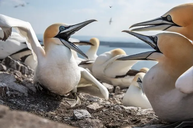 The world’s largest colony of northern gannets squabble, mate and build nests on Bass Rock in Scotland in April 2021. At this time of year the birds are beginning to nest and mate as the breeding season gets under way. (Photo by Murdo MacLeod/The Guardian)