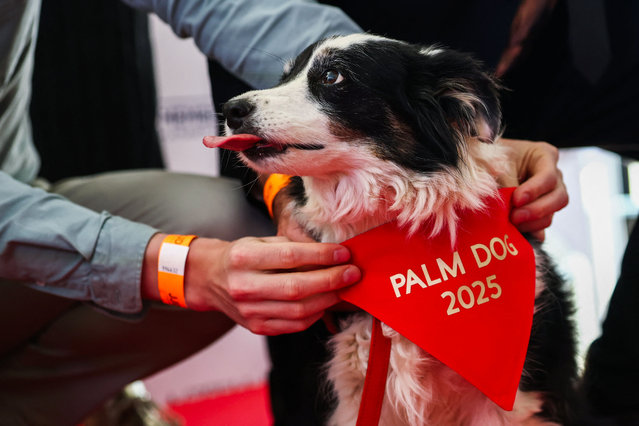 Lola receives the Palm Dog award on-behalf of the dog named Panda, winner of the award for his best canine performance in the film “The Love that Remains” (L'Amour qu'il nous reste) during the 78th Cannes Film Festival in Cannes, France, on May 23, 2025. (Photo by Stephane Mahe/Reuters)