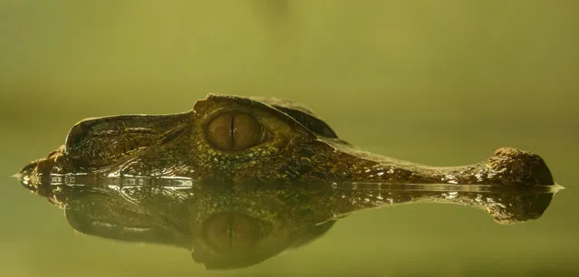 “Caiman crocodile”. The shot was taken at Crocodiles of the World. Photo location: Crocodiles of the World, UK. (Photo and caption by Stefan Mladenov/National Geographic Photo Contest)
