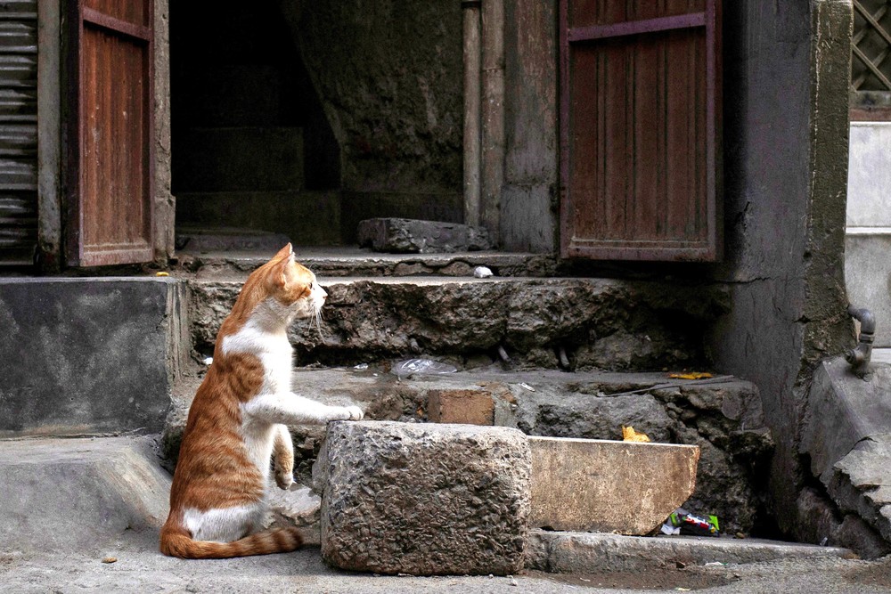 A Look at Life in Pakistan