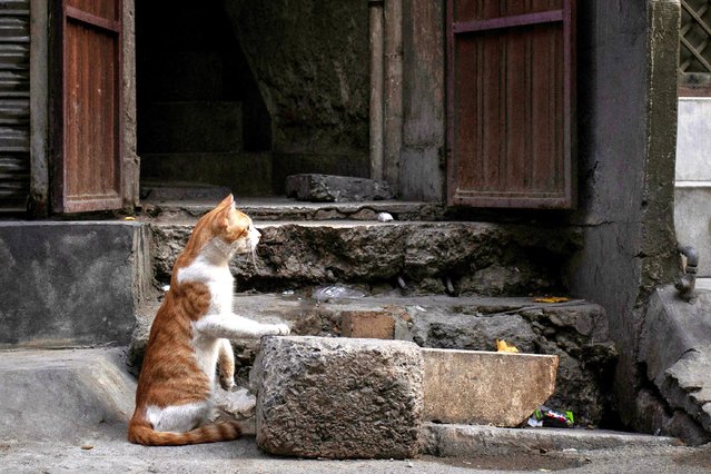 A cat sits outside a residence, observing other felines in Rawalpindi, Pakistan on May 20, 2025. (Photo by Adrees Latif/Reuters)