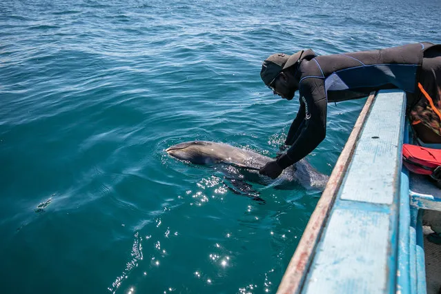 A fisherman picks up a dead dolphin from the Indian Ocean off Grand Sable, Mauritius, 28 August 2020. Its estimated 39 dolphins and whales have washed up dead on the beaches of Mauritius in the past three days. According to Greenpeace Africa the carcasses have been taken for post mortem analysis to establish cause of death and if there is a connection with the oil spill from the MV Wakashio, a Japanese owned Panama-flagged bulk carrier after it ran aground off the southeast coast of Mauritius spilling more than 1000 tons of fuel. (Photo by Laura Morosoli/EPA/EFE)