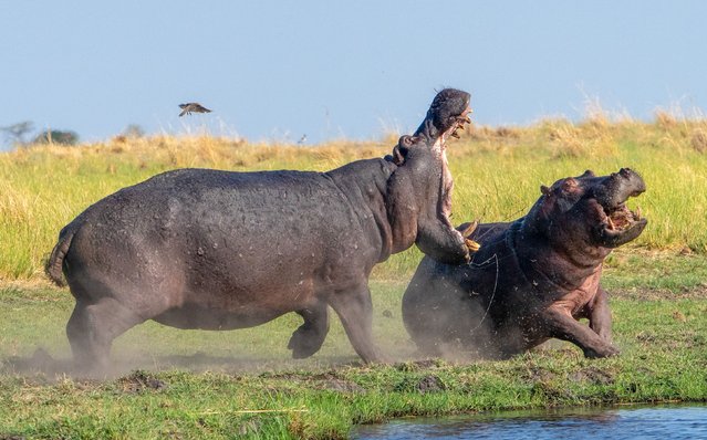 Two hippos spar at the water’s edge in Chobe national park in Botswana in the first decade of July 2025. After attempting to grab one another with their teeth, one of the animals retreated into the river. (Photo by Annette Marino/Solent News & Photo Agency)