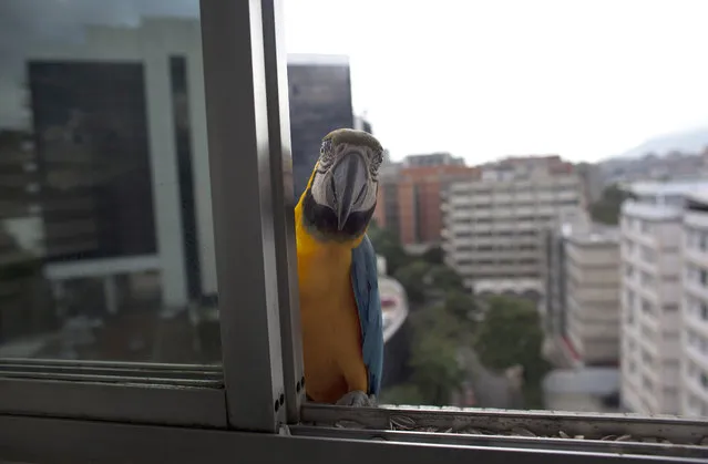 A macaw peers through a window of an apartment waiting to be fed, in Caracas, Venezuela. They are a common site sitting on the ledges of high-rise buildings or perched on antennas. While solid figures don’t exist, the population of macaws in Caracas is estimated to be several hundred. (Photo by Ariana Cubillos/AP Photo)