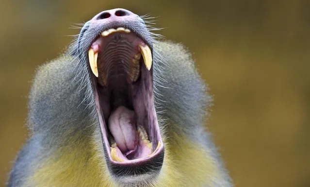 The head of the Mandrill horde yawns at the Africa house of the zoo in Dresden, Germany, on March 12, 2013. (Photo by Matthias Hiekel/Associated Press)