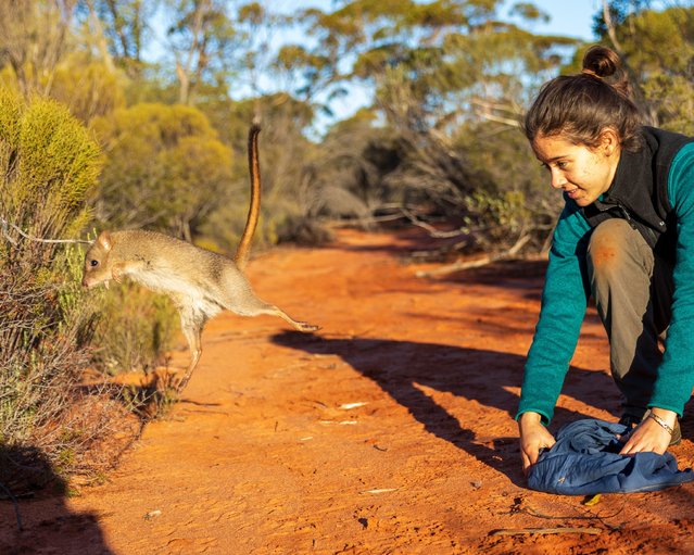 The Australian Wildlife Conservancy last month (July 2025) released 147 brush-tailed bettongs on to its sanctuary at Mount Gibson, Perth. Eight threatened native mammal species, including bilbies, numbats, quolls and phascogales, all once locally extinct, have successfully been reintroduced over the past decade since the conservancy bought the 130,000-hectare (321,200-acre) former sheep property in 2000. (Photo by Jane Palmer/Australian Wildlife Conservancy)