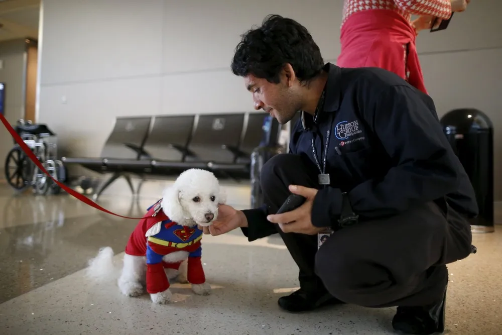 Airport Offers Dog Therapy to De-Stress Passengers