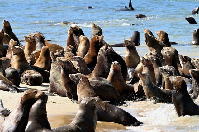The arrival of hundreds of sea lions Sea Lions (Zalophus californianus) at San Carlos Beach in Monterey, California has resulted in the closure of the popular scuba diving beach on August 26, 2025. The sea lions are on their way to the California Channel Islands their breeding ground. (Photo by Rory Merry/ZUMA Press Wire/Rex Features/Shutterstock)