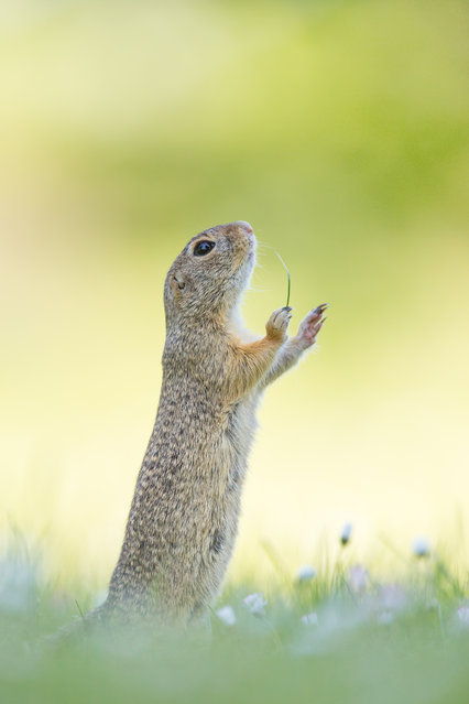 An adorable little squirrel captured on a beautiful sunny day holding the stem of a flower, unknown location, October 2016. (Photo by Perdita Petzl/Barcroft Images/Comedy Wildlife Photography Awards 2016)