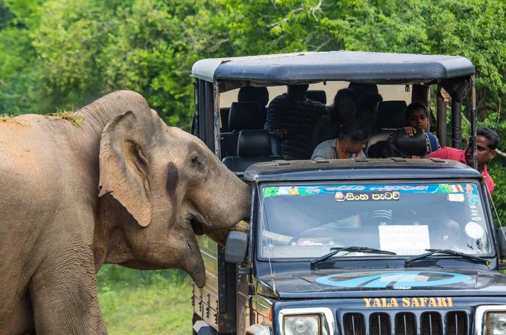 Angry Elephant vs Safari Jeep