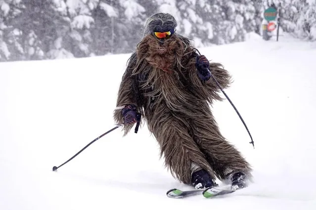 A man dressed as the Star Wars character Chewbacca skis the Alleghanys slope at Mont-Sutton ski area in Sutton, Quebec, on Wednesday, February 1, 2023. (Photo by Bernard Brault/The Canadian Press via AP Photo)