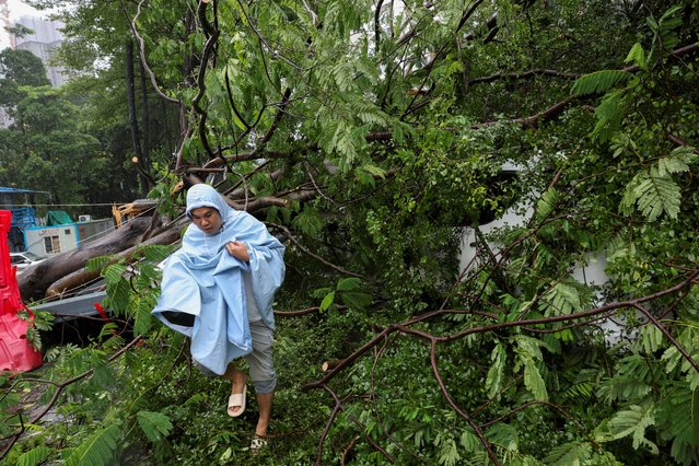 A person walks by a fallen tree, in the aftermath of Super Typhoon Ragasa, in Shenzhen, Guangdong Province, China, on September 24, 2025. (Photo by Go Nakamura/Reuters)