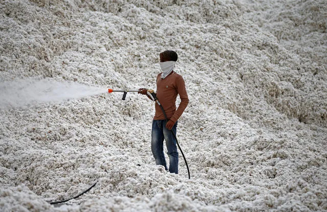 An employee sprays water on a pile of cotton at a cotton processing unit at Kadi town, in Gujarat, India, April 5, 2018. (Photo by Amit Dave/Reuters)