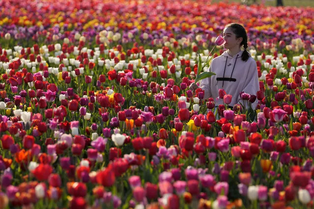 A visitor picks flowers in a tulip field, in Arese, near Milan, Italy, Tuesday, April 4, 2023. Dutch couple Edwin Koeman, and Nitsuje Wolanios planted some 600.000 tulips in a field outside Milan, which opened to public on March and will remain open until April 25th. (Photo by Luca Bruno/AP Photo)
