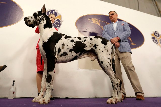 Stormy, a Great Dane from Pennsylvania awaits judging in the Working group at the 143rd Westminster Kennel Club Dog Show in New York City, New York, U.S., February 12, 2019. (Photo by Mike Segar/Reuters)