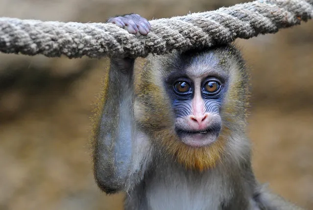 A young Mandrill named “Tacari” is seen in its enclosure at the zoo in Dresden, eastern Germany, on May 23, 2013. (Photo by Matthias Hiekel/Getty Images)