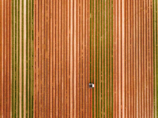 In this aerial photo, a special machine cultivates a large tulip field to separate the blossoms from the rest of the plant on May 2, 2018 in Magdeburg, Germany. The tulip bulbs are cleared and processed during the months of July and August. The manufacturer of flower bulbs in Saxony-Anhalt will cultivate 40 hectares this year with 10 different varieties of tulips. The tulip bulbs are marketed throughout Europe following the harvest. (Photo by Jens Schlueter/Getty Images)