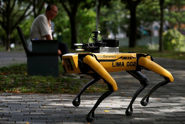 A four-legged robot dog called SPOT patrols a park as it undergoes testing to be deployed as a safe distancing ambassador, following the coronavirus disease (COVID-19) outbreak, in Singapore on May 8, 2020. (Photo by Edgar Su/Reuters)