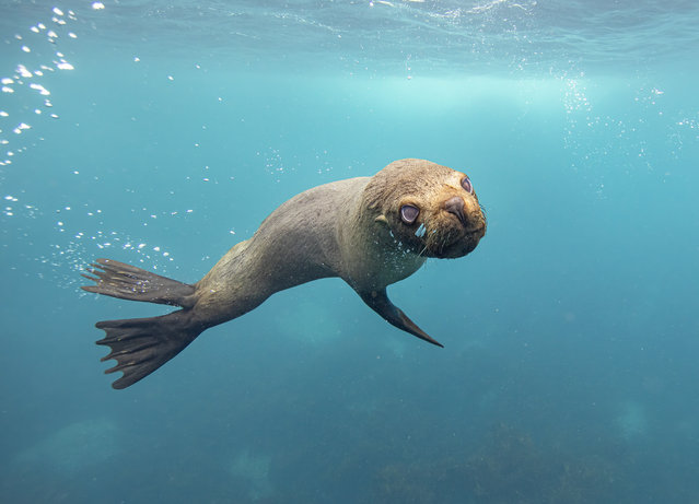 A South American sea lion snoozing peacefully on the rocks off Chañaral Island, Chile in the last decade of August 2025. (Photo by bwmphoto/Caters News Agency)