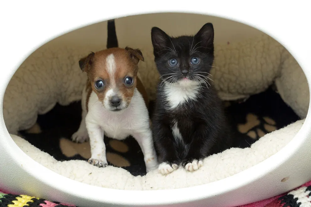 The best Friends Kitty and Buttons (Video)