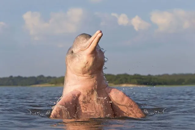 A pink dolphin shows off for the camera in Brazil. (Photo by Michel Watson)