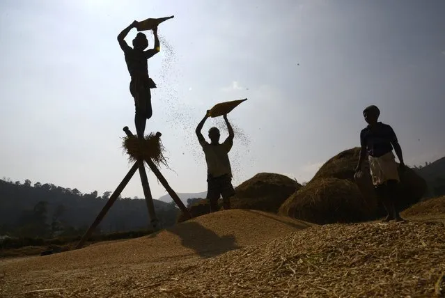 Farmers winnow paddy crops at a field in Gudem Kotha Veedhi village in the southern Indian state of Andhra Pradesh January 20, 2015. (Photo by R. Narendra/Reuters)