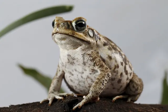 A Rhinella marina toad is pictured at a terrarium in Caracas November 30, 2015. (Photo by Carlos Garcia Rawlins/Reuters)