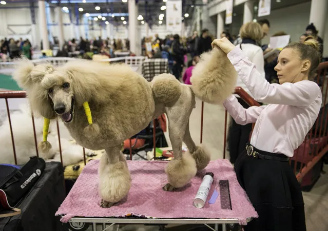 An owner prepares her dog at an international exhibition in Vilnius, Lithuania on December 21, 2015. (Photo by  Alfredas Pliadis/Xinhua Press/Corbis)