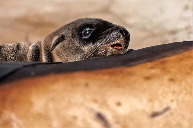 A one day old sea lion pup leans on its sick mother at the Marine Mammal Care Center, as its mother recovers from toxic algae that is being blamed for causing sickness to sea lions and dolphins along the coast of Southern California, in San Pedro, California, U.S., June 23, 2023. (Photo by Mike Blake/Reuters)