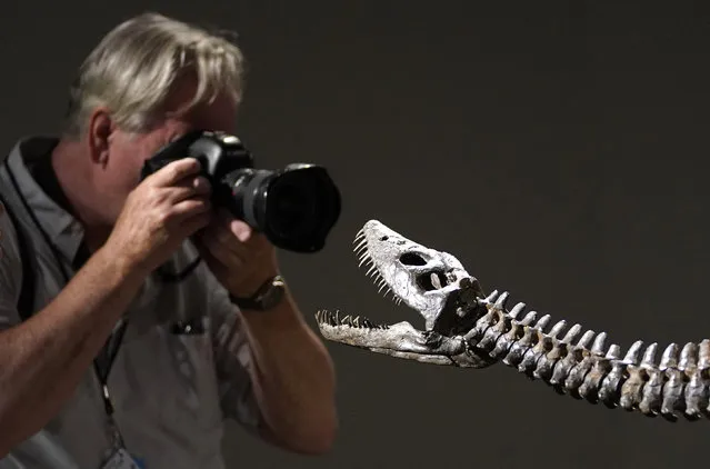 A photographer takes a photo of “Nessie”, a mounted skeleton of a lower jurassic Plesiosaur Cryptoclidus (approximately 190 million years old) on July 10, 2023 during Sotheby's Natural History auction preview in New York. The skeletons will be offered in Sotheby's Natural History auction on 26 July, part of the annual Geek Week series of sales celebrating the history of science & technology, space exploration, and the natural world, taking place from 18-27 July. (Photo by Timothy A. Clary/AFP Photo)