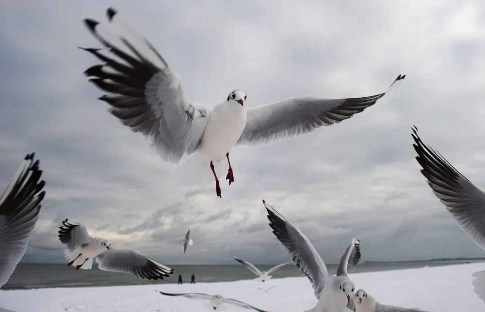 The Week in Pictures: Animals, January 31 – February 6, 2015