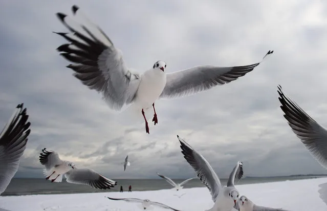 Seagulls fly above a Baltic Sea beach in Karlshagen, Germany, 3 February 2015. (Photo by Stefan Sauer/EPA)