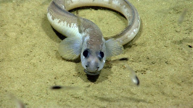 An eel pout, Lycenchelys paxillus, looks at the ROV Deep Discoverer's cameras. (Photo by National Oceanic and Atmospheric Administration)
