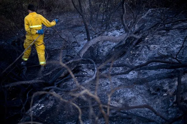 A firefighter extinguishes wildfires in Zikhron Ya'akov, Israel, Wednesday, November 23, 2016. Due to dry conditions and strong winds wildfires broke out for the second day in Israel. In Zikhron Ya'akov around ten homes were burned and several people sustained light injuries from smoke inhalation. (Photo by Ariel Schalit/AP Photo)