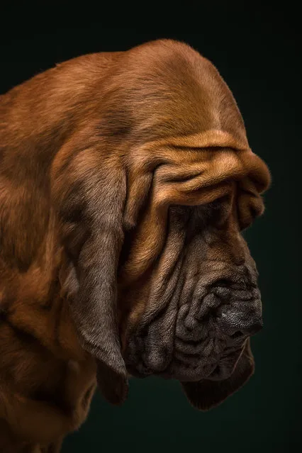 They make sure the details of each breed can be seen in the final work, from hair to wrinkles. (Photo by Alexander Khokhlov/Veronica Ershova/Caters News Agency)