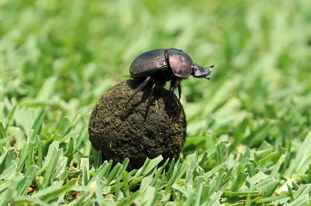 A Dung Beetle rolls his collection across a hole during the first round of the Alfred Dunhill Championship at Leopard Creek Country Golf Club on December 1, 2016 in Malelane, South Africa. (Photo by Richard Heathcote/Getty Images)