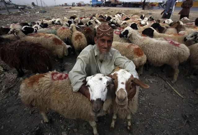 An Afghan refugee vendor waits for customers to sell his sheep at cattle market set up for the upcoming Muslim festival Eid al-Adha in Karachi, Pakistan, Thursday, August 16, 2018. Eid al-Adha, or Feast of Sacrifice, most important Islamic holiday marks the willingness of the Prophet Ibrahim (Abraham to Christians and Jews) to sacrifice his son. (Photo by Fareed Khan/AP Photo)