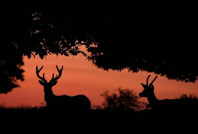 Deer walk through undergrowth shortly before sunrise in Richmond Park, London, Britain on August 10, 2023. (Photo by Toby Melville/Reuters)
