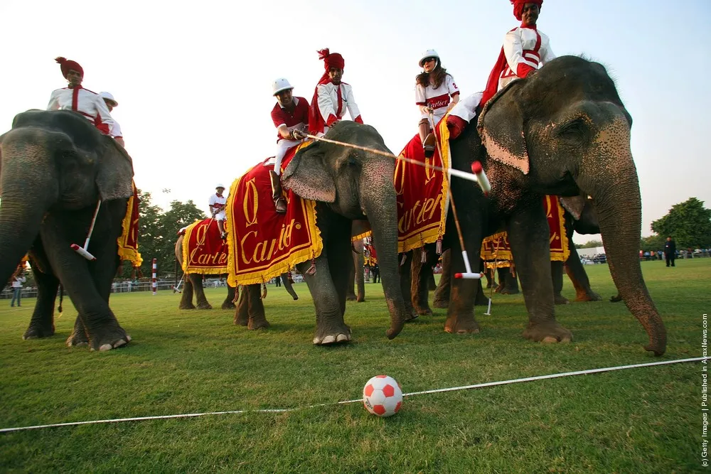 Cartier Holds Elephant Polo Match In India