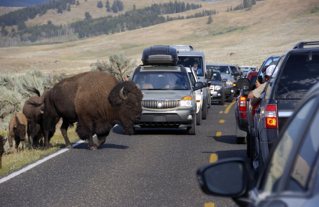 In this August 3, 2016 photo, a large bison blocks traffic in the Lamar Valley of Yellowstone National Park as tourists take photos of the animal. Record visitor numbers at the nation's first national park have transformed its annual summer rush into a sometimes dangerous frenzy, with selfie-taking tourists routinely breaking park rules and getting too close to Yellowstone's storied elk herds, grizzly bears, wolves and bison. (Photo by Matthew Brown/AP Photo)