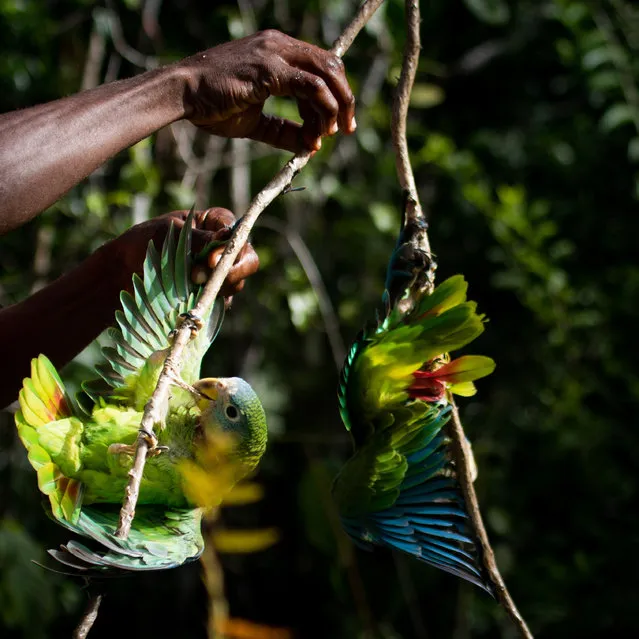 People and nature student winner. Birds of a Feather. Greater Antilles bird hunting is part of rural Caribbean culture and a mechanism through which other associated forest lore and tradition – such as wayfinding and plant knowledge that can improve conservation science – are maintained. This photograph, taken in a newly designated protected area, captures the complex biological and cultural considerations of hunting threatened parrots. (Photo by Lydia Gibson/University College London/British Ecological Society)