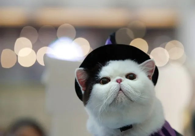 A cat is dressed in cat fashion costume during a cat show event in Bangkok, Thailand, 30 September 2023. Various breeds of cats are presented at a cat show event for feline lovers aimed to boost the growing pet market. (Photo by Rungroj Yongrit/EPA)