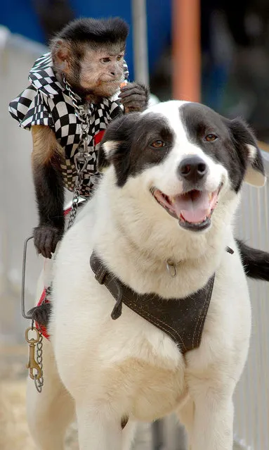 Dog-riding Monkeys race at the Alabame state fair, Birmingham AL. (Photo by Splash News and Pictures)