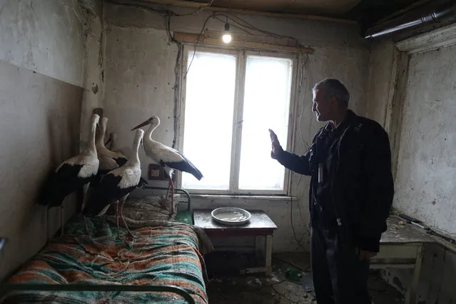 Bulgarian farmer Safet Ismail, 53, reacts next to storks that he saved in the village of Zaritsa, Bulgaria, March 21, 2018. Dozens of people from villages in northeastern Bulgaria brought storks into their houses amid freezing temperatures and snowfalls in the area over the previous few days. (Photo by Stoyan Nenov/Reuters)