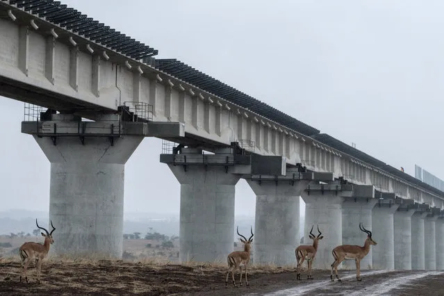 Impalas walk near the elevated railway that allows movement of animals below the tracks at the construction site of Standard Gauge Railway (SGR) in Nairobi National Park, Kenya, on November 21, 2018. The SGR phase 2A project is an 120km extensiton of the Mombasa-Nairobi SGR project (Phase 1) to Naivasha with the longest railway bridge in the country, 5.8km Super Major Bridge, constructed across Nairobi National Park. (Photo by Yasuyoshi Chiba/AFP Photo)