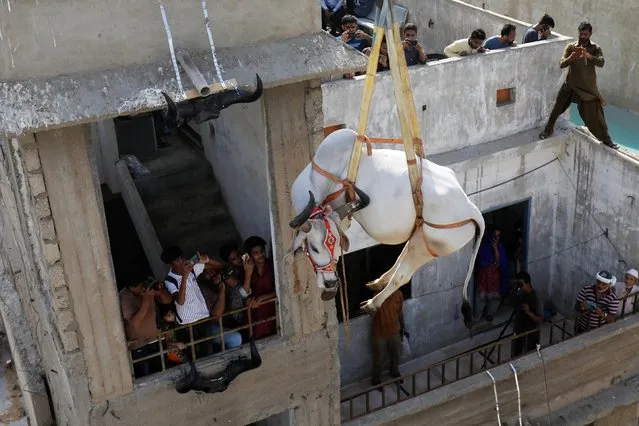 Men and children with their cameras and mobile phones take photos of a sacrificial cow being lowered from a rooftop by a crane, ahead of the Eid al-Adha festival in Karachi, Pakistan, July 11, 2021. (Photo by Akhtar Soomro/Reuters)
