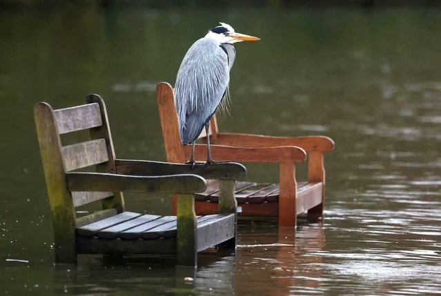 A heron sits on partially submerged seats as the River Thames overtops its banks following prolonged rainfall and high tides, in west London, Britain on December 13, 2023. (Photo by Toby Melville/Reuters)
